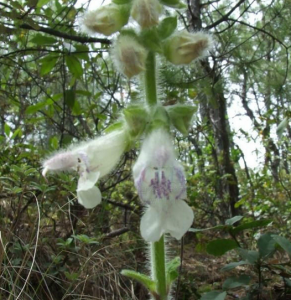 橙色鼠尾 橙色鼠尾
