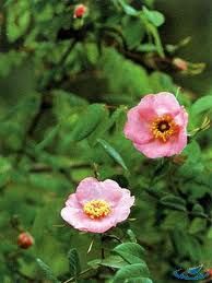 腺葉長白薔薇(變種)