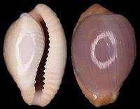 純潔黑雲寶貝 純潔黑雲寶貝