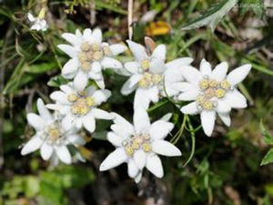 落雪火絨草 落雪火絨草