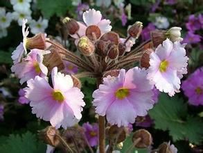 西藏報春 西藏報春