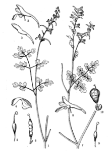 鄂西黃堇 鄂西黃堇