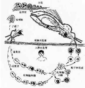 醫學原蟲 醫學原蟲