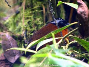 灌叢唐納雀 灌叢唐納雀