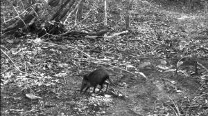 索馬里象鼩 索馬里象鼩