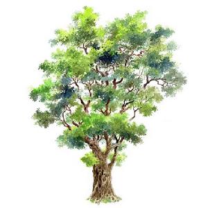 假菩提樹 假菩提樹