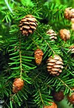 麗江鐵杉 麗江鐵杉