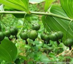 黃精種植技術 黃精種植技術
