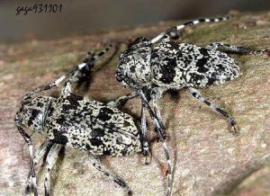 東京艷胡麻天牛 東京艷胡麻天牛