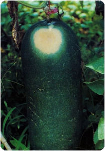 冬瓜日灼病 冬瓜日灼病