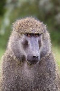 東非狒狒 東非狒狒