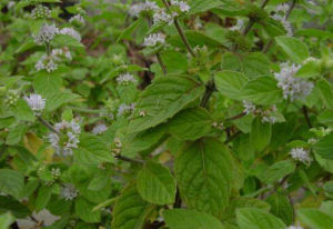 柔莖香茶菜 柔莖香茶菜