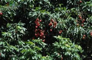 無患子科 無患子科