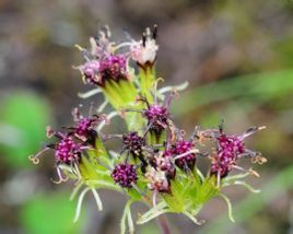紫花橐吾 紫花橐吾