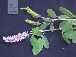 糙毛假地豆(變種) 糙毛假地豆(變種)