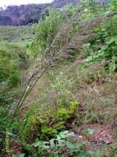 溪邊野古草 溪邊野古草