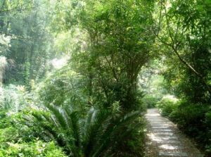 桂林園林植物園