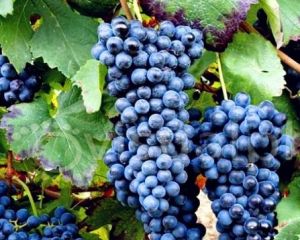 布魯耐羅 布魯耐羅