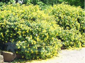 能高金絲桃 能高金絲桃