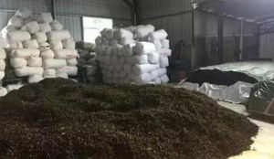 黑毛茶的製作工藝：渥堆