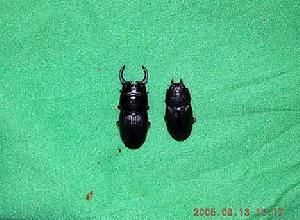 菲律賓肥角鍬形蟲 菲律賓肥角鍬形蟲