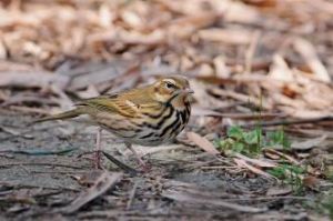 太平洋縱紋蟻鷯