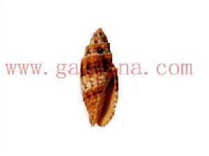 金網筆螺 金網筆螺