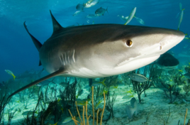 居氏鼬鯊 居氏鼬鯊