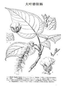 大葉德欽楊 大葉德欽楊