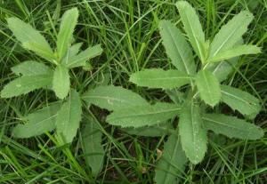 刺兒菜的功效與作用 刺兒菜的功效與作用