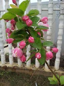 西府海棠 西府海棠