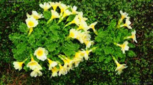 藍花裂葉報春 藍花裂葉報春