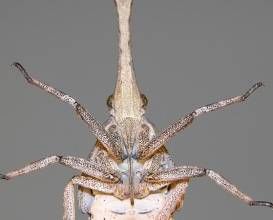 海南桿蝓豬蝽 海南桿蝓豬蝽