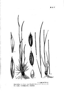 長穗小草(變種) 長穗小草(變種)