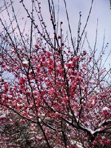 詠梅[左河水的詩作]