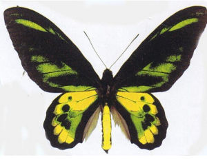 黃綠鳥翼鳳蝶