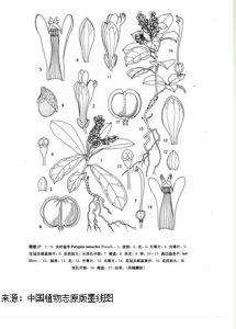 曲江遠志 曲江遠志