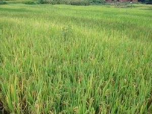 紙房坪村-水稻種植