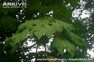 雲南梧桐 雲南梧桐