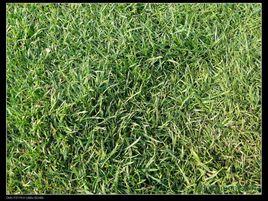 百慕達草坪 百慕達草坪