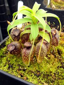 馬兜鈴豬籠草的上位籠