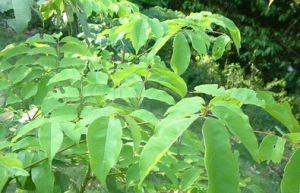 柳葉見血飛 柳葉見血飛