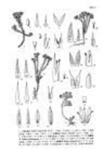 巴塘景天 巴塘景天