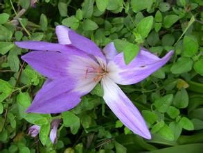 秋水仙科 秋水仙科