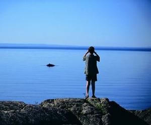 聖勞倫斯灣：遊人觀看鯨魚