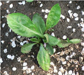 灰毛紫菀 灰毛紫菀