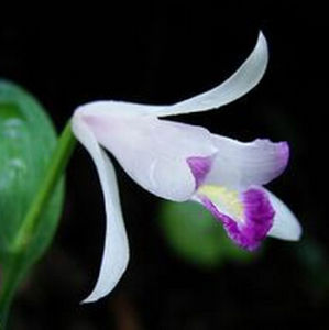 蒙大拿科雷蘭 蒙大拿科雷蘭