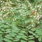 南嶺黃檀 南嶺黃檀