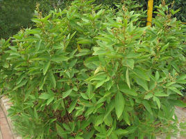 絨毛千斤拔 絨毛千斤拔