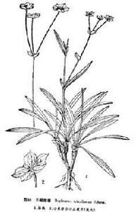 三幅柴胡 三幅柴胡